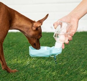 Water Bottle